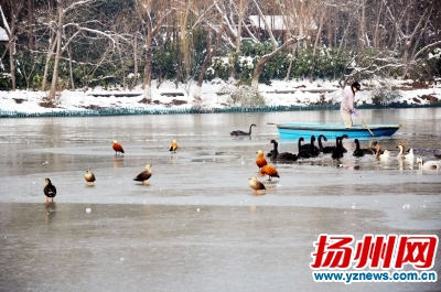 湖面破冰,为鸟开拓活动水域向家富摄