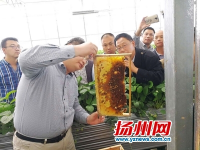 吉挺讲授蜜蜂定向授粉知识