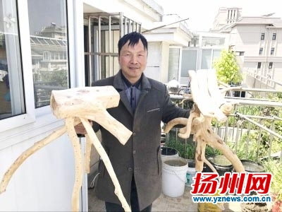 戴志平展示正在制作中的根雕作品,准备分别做成小凳子和花架。