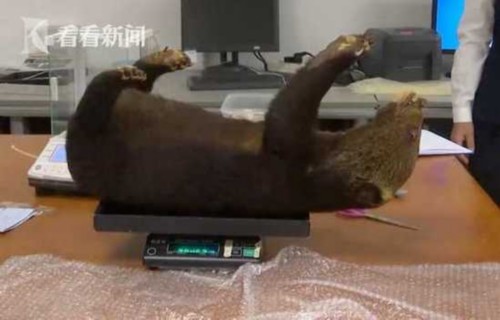 "熊宝宝"被制成标本私带入境 4个脚掌被打进钢钉