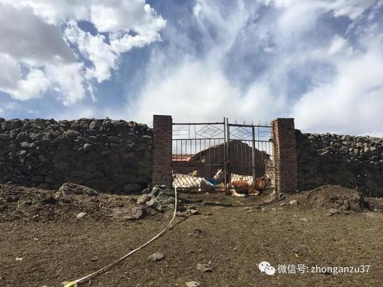 ▲6月4日，卢九林家的牛棚。新京报记者高敏摄