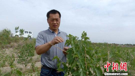 新疆兵团职工18年坚持“绿色梦”让荒漠变绿洲（图）