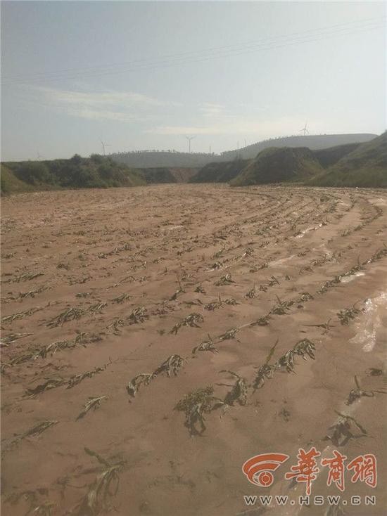 暴雨致2000亩庄稼遭灾 村委会：上面没通知买农险
