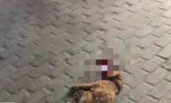 ▲小狗被摔死时(虽有马赛克,但胆小勿视)。图片来源:江苏电视台“南京零距离”。