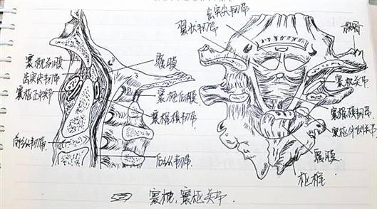 南京医科大学康达学院马珍妮手绘解剖笔记