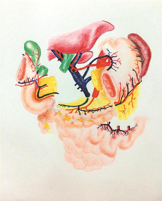 浙江省肿瘤医院妇科肿瘤外科病区主治医师傅志勤绘制十二指肠的解剖图