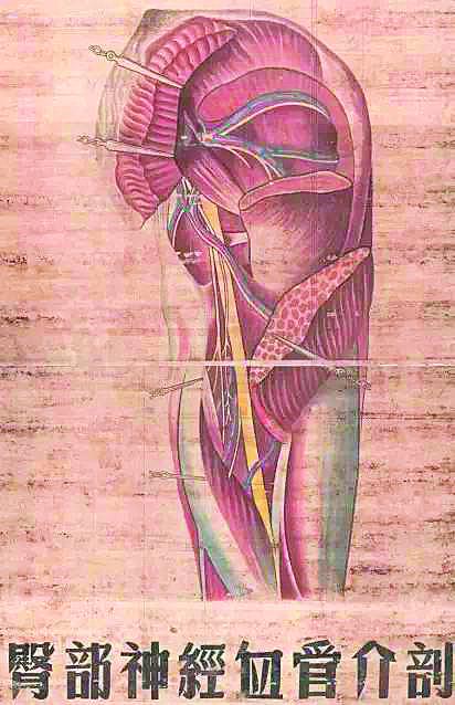 上世纪五六十年代南京医科大学老一辈外科实验师的手术图谱