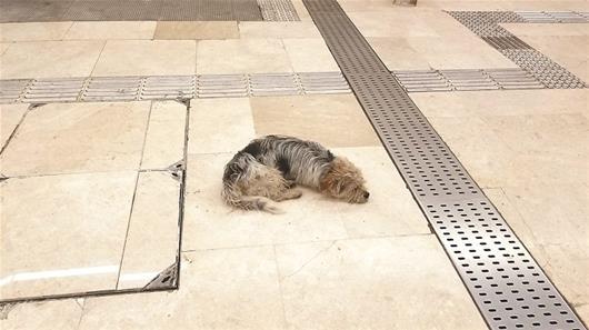 岳家嘴地铁站内，一只流浪狗在乘凉  楚天都市报 图