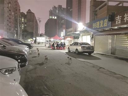 武昌徐东杨园南路，几条流浪狗结伴觅食  楚天都市报 图