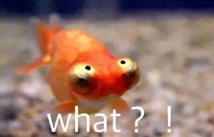 女子报警家中被盗 警察从地上的金鱼发现事情真相