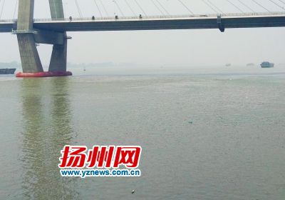 润扬大桥下的江边，已有渔民下网，水面上漂有浮子。