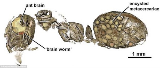 为了深入研究蚂蚁和寄生虫之间的交互影响，研究人员对实验蚂蚁对象斩首，然后分别研究蚂蚁的身体和头部。他们通过非侵入方法分析蚂蚁大脑结构，可以360度观察蚂蚁头部，这是传统解剖技术无法实现的。