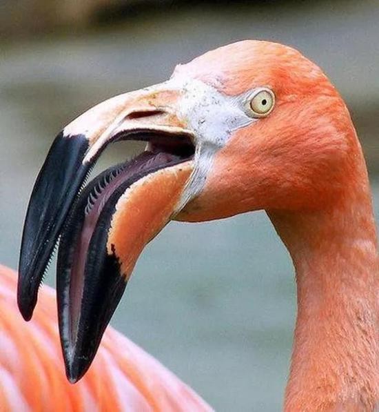 火烈鸟的舌边有一圈尖刺，不但可以过滤食物，还可以帮助将水压出和防止吞食大块的物体