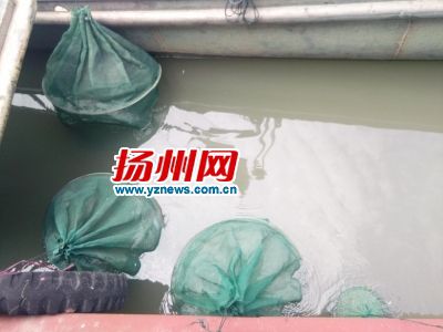 鱼虾暂放到网袋中。