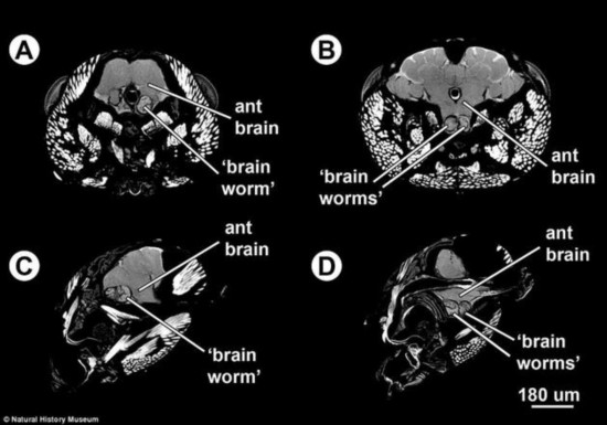 他们从加拿大亚伯达省收集蚂蚁标本，储存在装有乙醇的瓶子中，然后运到博物馆进行研究。