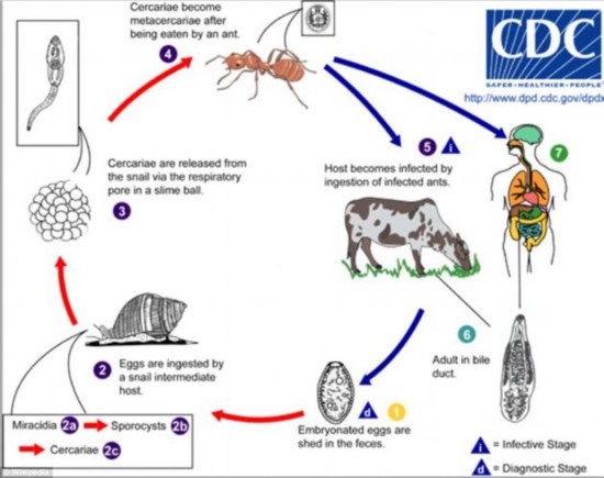 柳叶刀肝吸虫经历三个不同的宿主体，通常是牛或者羊、蜗牛和蚂蚁。但现在研究人员发现它们也会寄生在猪、山羊、羊驼，美洲驼，个别时候会潜伏在人体中。