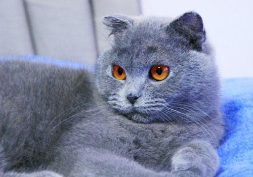 猫咪中毒靠输入狗血保住性命 被命名为“猫狗兽”