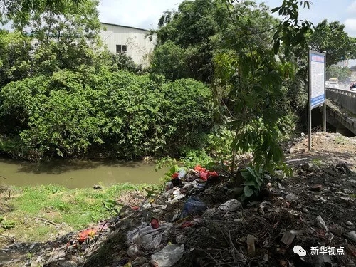 广西玉林南流江污染:污水直排 臭水沟入江口漂死猪