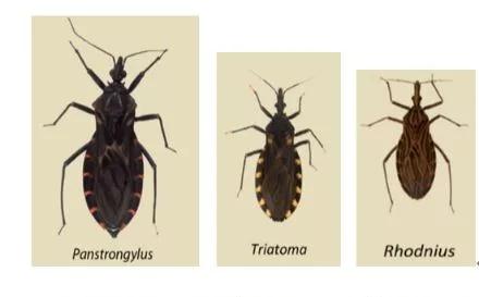  不同种类的锥蝽