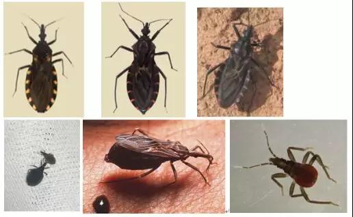 可怕！8元1只悬赏锥蝽 被咬会得新型艾滋病！