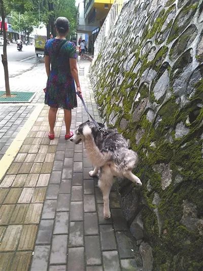 在营角上路,一只狗停下来撒尿,狗主人视而不见。