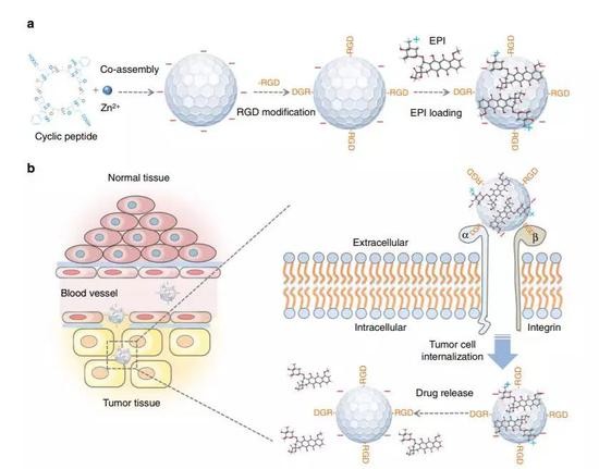 ▲纳米颗粒的设计图（图片来源：《Nature Communications》）