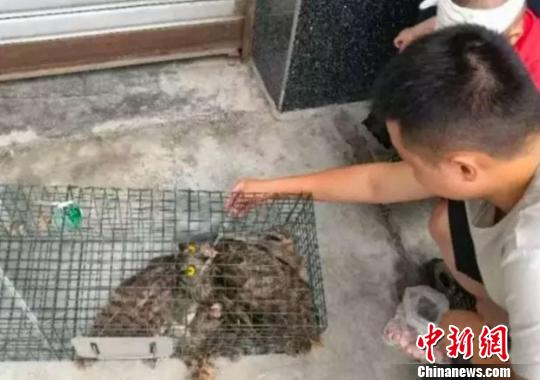 四川石棉村民救助一只受伤长耳鸮系国家二级保护动物