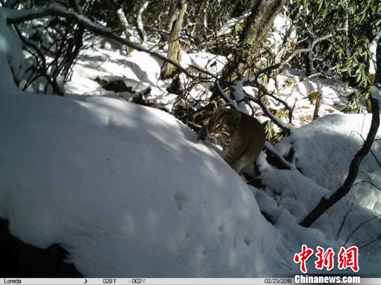 四川平武王朗自然保护区首次拍到亚洲金猫