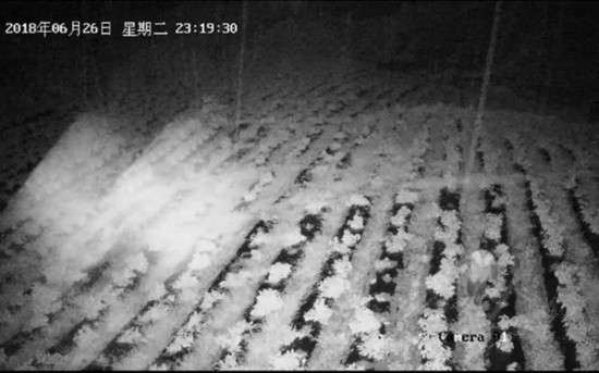 集体土地被收回转租 男子一夜拔光他人7亩辣椒泄愤