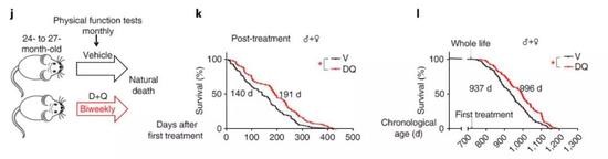 ▲这两种药物的组合(红色)能延长小鼠的生命(图片来源:《Nature Medicine》)