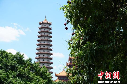 福建千年古刹荔枝香庭满荔树三百株