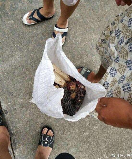 科研玉米被偷学生无法毕业?校方:确保学生顺利毕业