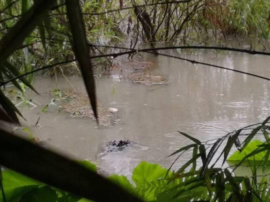 封面新闻记者 张想玲 杨力 杨涛 见习记者 韩雨霁