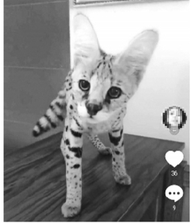 抖音用户卖保护动物薮猫 卖家:手续不好办只能偷养