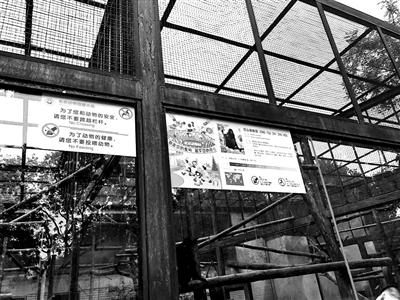 北京动物园游客挂面喂猴成灾 管理员:危及生命