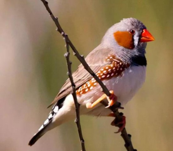 斑胸草雀又称珍珠鸟，属于雀形目梅花雀科，分布于澳洲。 身长10-11cm，主要以禾本科植物的种子为食。 斑胸草雀与其他梅花雀科鸟类同样有高度的社会性，雄鸟会通过“唱情歌”向雌鸟求偶。常用于脊椎动物脑、行为和演化研究的模型。