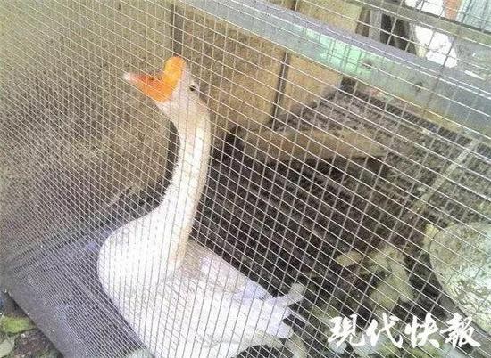 婆媳争吵男子激动跳河：人没捞到，一只鹅被扭送派出所