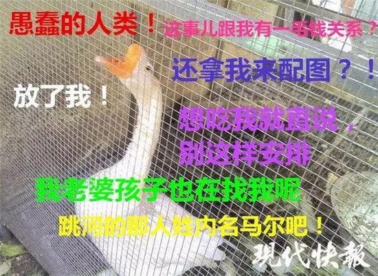 婆媳争吵男子激动跳河：人没捞到，一只鹅被扭送派出所