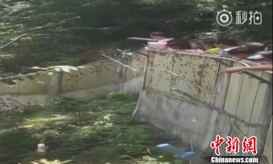 佛坪大熊猫乘凉遭游客投掷石块佛坪:正寻找该名旅客