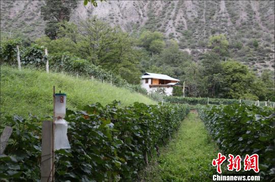 云南迪庆：藏民尼玛的葡萄“缘”