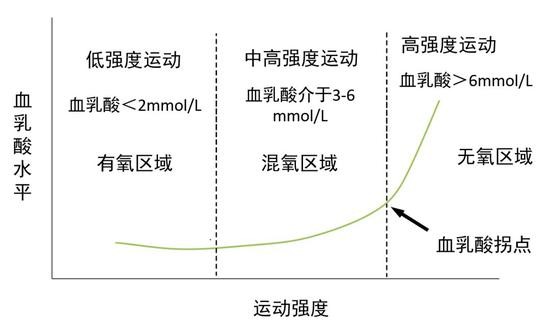 血乳酸产生是刺激呼吸加强的重要因素