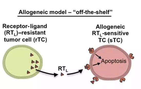 被改造的癌细胞释放诱导癌细胞死亡的配体，促进癌细胞死亡
