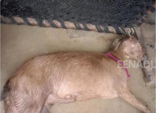 印度8名男子强奸山羊被指违法 警方展开大规模搜捕