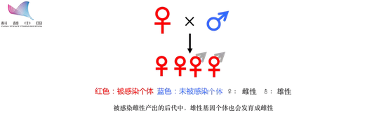 强制雌性化策略