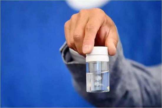 灯塔水母是非常小的物种。如图,多数的水母体都在野外中被吃掉了,它们的永生也没有太大用处。(来源:funkidslive)