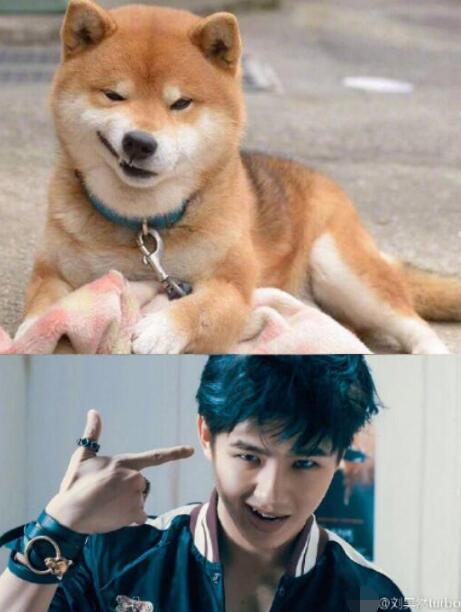 照片中刘昊然和柴犬表情一致引发网友爆笑.