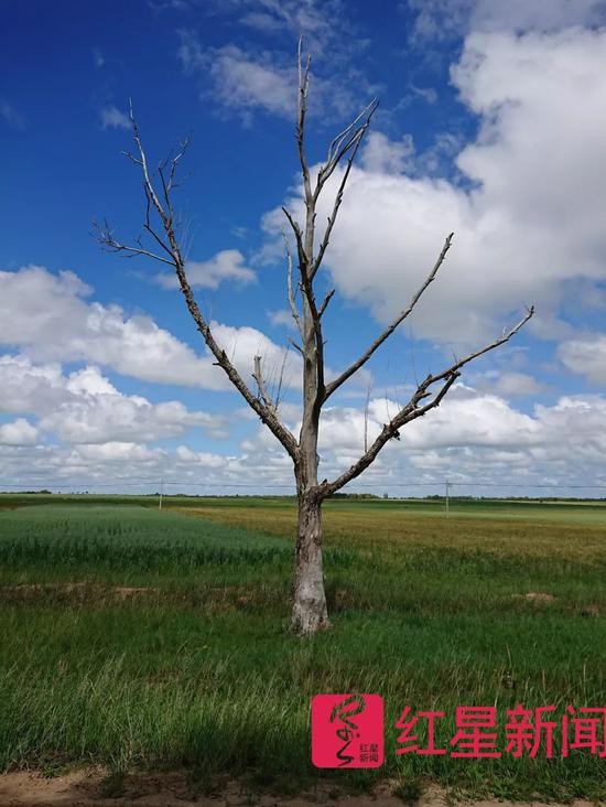 ▲村口的一颗枯树  图片来源：红星新闻