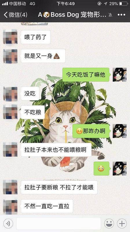 爱犬在宠物店寄养十天后死亡 主人赶到后只见骨灰盒