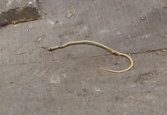 居民将蛇蛋搁屋里结果孵化了 上百条蛇爬进居民楼