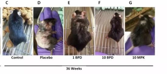 高脂饮食小鼠服用D-PDMP后，脱毛症状得到恢复（E-F-G）